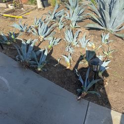 Agave