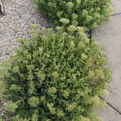 Plants that are available 