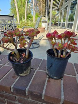 Jade plants