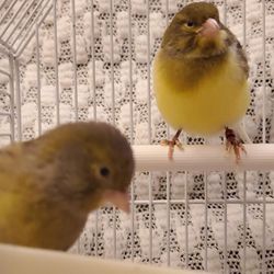 🐥 Two Canaries for Sale– Includes Cage and Accessories 
