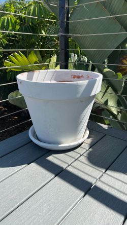 Beautiful Big Ceramic White Planter With Soil - Like New! Available Today Only!
