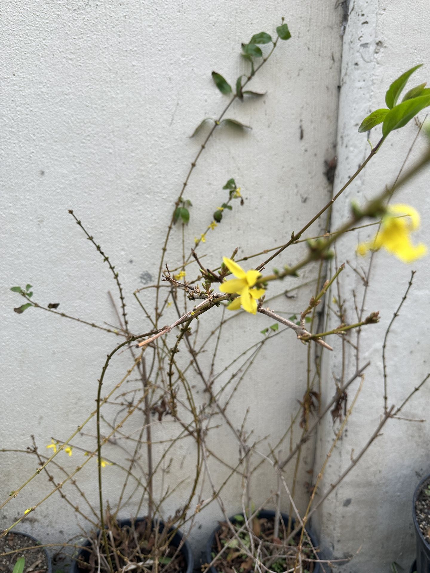 Hoa Mai Vang Japanese Jasmine - Primrose Jasmine