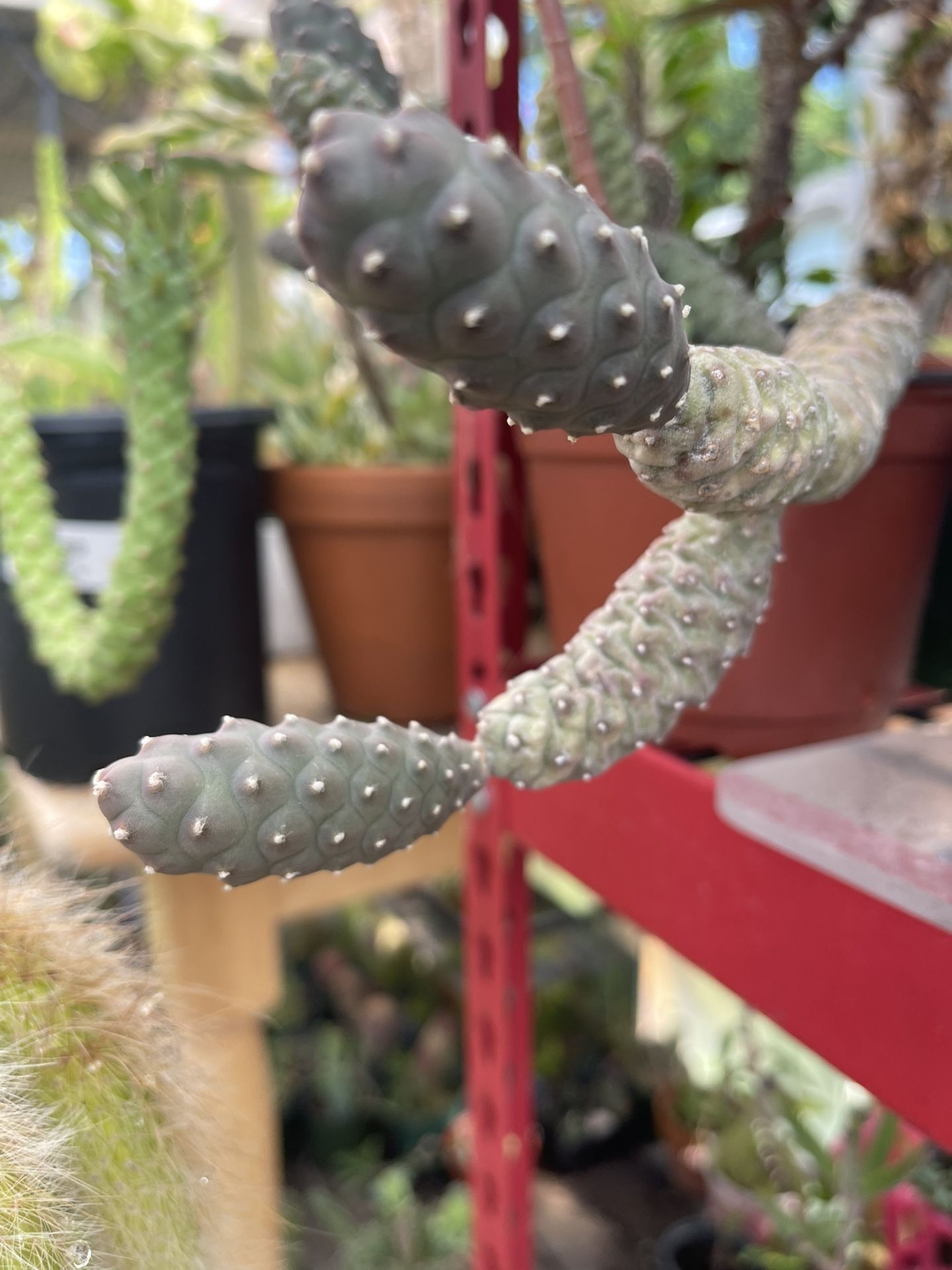 Pineapple Cactus One Pads 