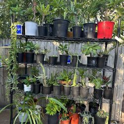 variedad de plantas. 