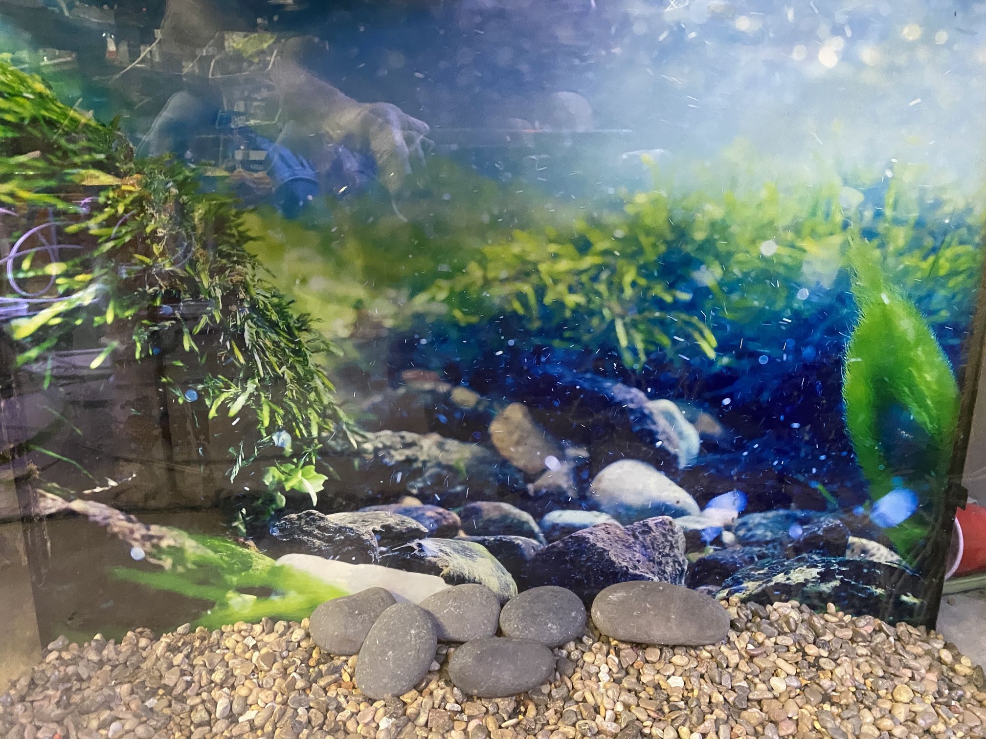 37 Gallon fish tank aquarium with lid and light and gravel and rocks.