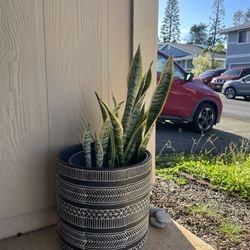 Mother In Law Plant With Vase 