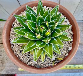 Agave victoriae-reginae