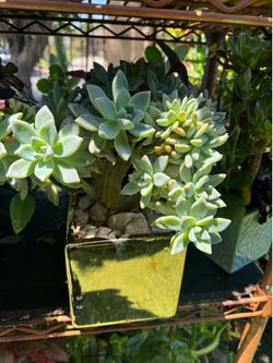 Cute crested succulent in a beautiful pot