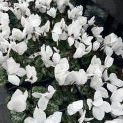Cyclamen Plants