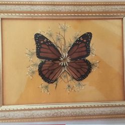 Monarch Picture 