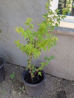 Japanese Maple Trees