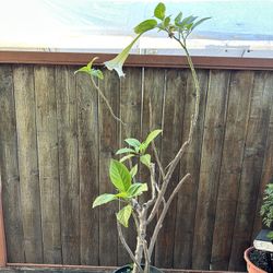Angels Trumpet (Florifundia)
