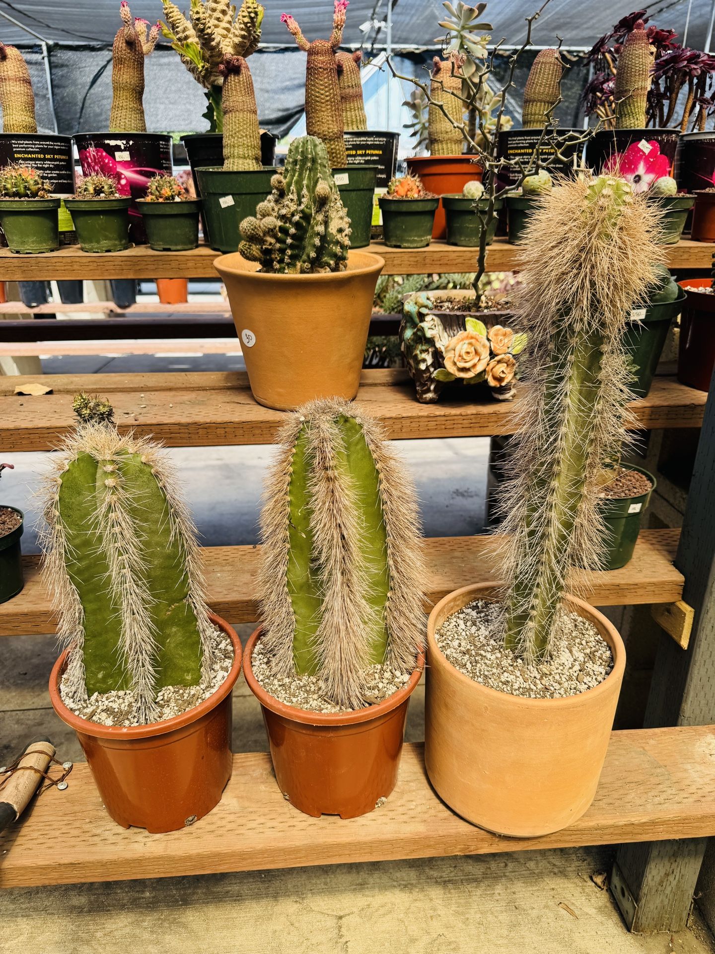 Rare Lophocereus Hairy Cactus Each $150 - www.disolcolor.com