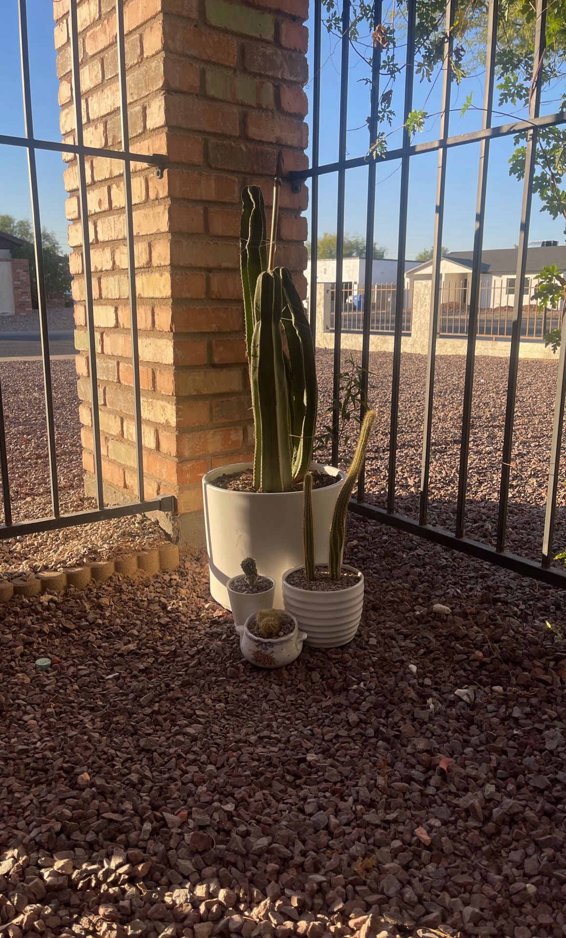 4 Potted Cactus