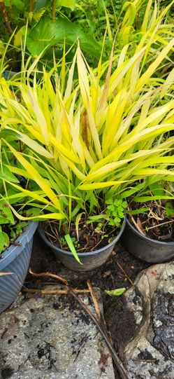 Plants for sale