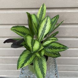 6” Calathea Beauty Star
