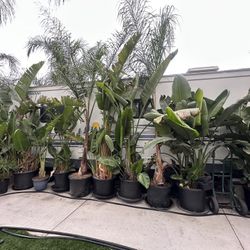 Variety Of Plants 