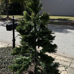 Christmas Tree For Sale