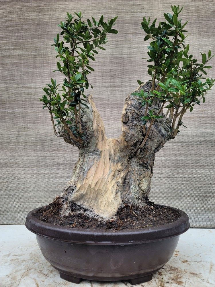Old Olive Bonsai Tree