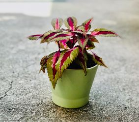 $7 Coleus Shade plant
