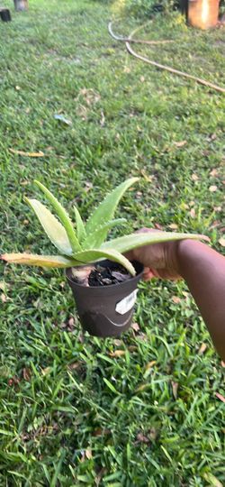 Aloe vera live plant available