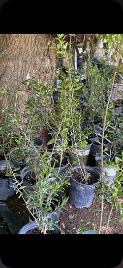 2 ft tall olive trees $20 each
