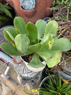 Succulents in 10 inch tall.