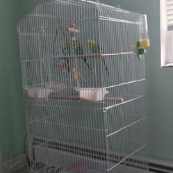 Parakeets And Cage