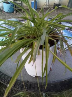 Large Spider Plant 🌿 Easy Care • Air Freshening • Pet Safe
Lazo de amor grande 🌿 Fácil