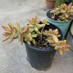 Golden sedum succulent plant hanging trailing