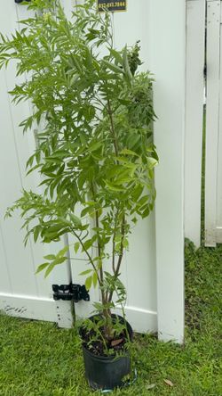 Elderberry tree with elderberry (4-5 feet tall)
