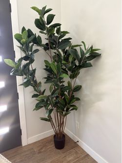 7ft tall tree