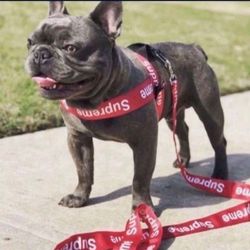 Supreme Dog Harness 