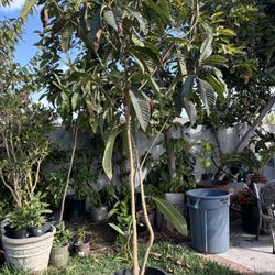 Loquat Tree 