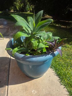 Foxtail Agave Plants