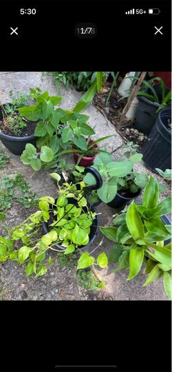 Plants small 3 and ruda 8 and 3 and ivy 10 big size