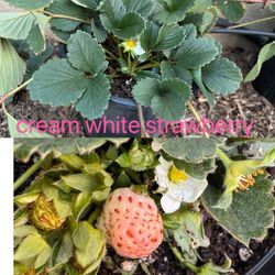 Cream White Strawberry Plant Already With Flower On