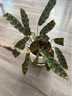 Rattlesnake clathea