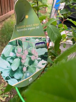 Hardy kiwi plant