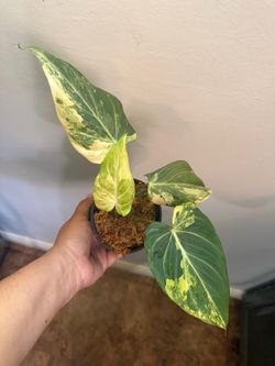 4” variegated philodendron gloriosum