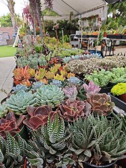 4" Succulents. $2.50 Each