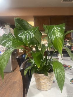 Indoor Plant 