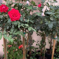 Roses Trees22$30$rose Bushes10$15$ Beautiful Plants