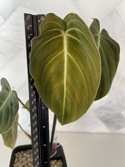 New Growth! Philodendron Melanochrysum In Self Watering Planter With  Lechuza pon for Sale in Torrance, CA - OfferUp