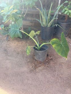 Elephant ear plant $20.00 cash only located in Hesperia CA