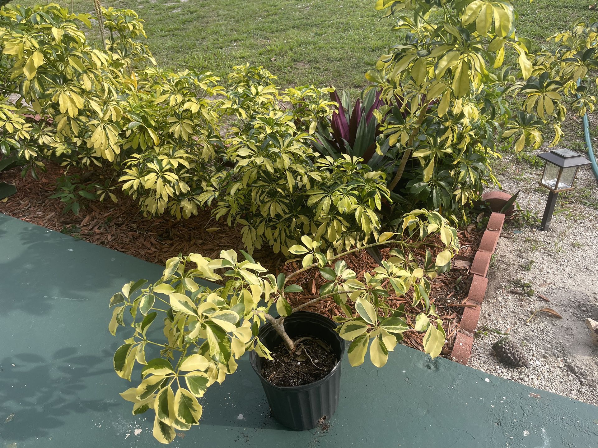 Schefflera arboricola In Large Pot 