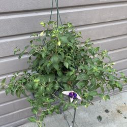 8” Big Fucshia Plant