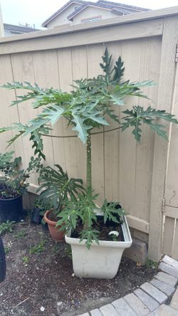 Papaya tree one year it already had fruit