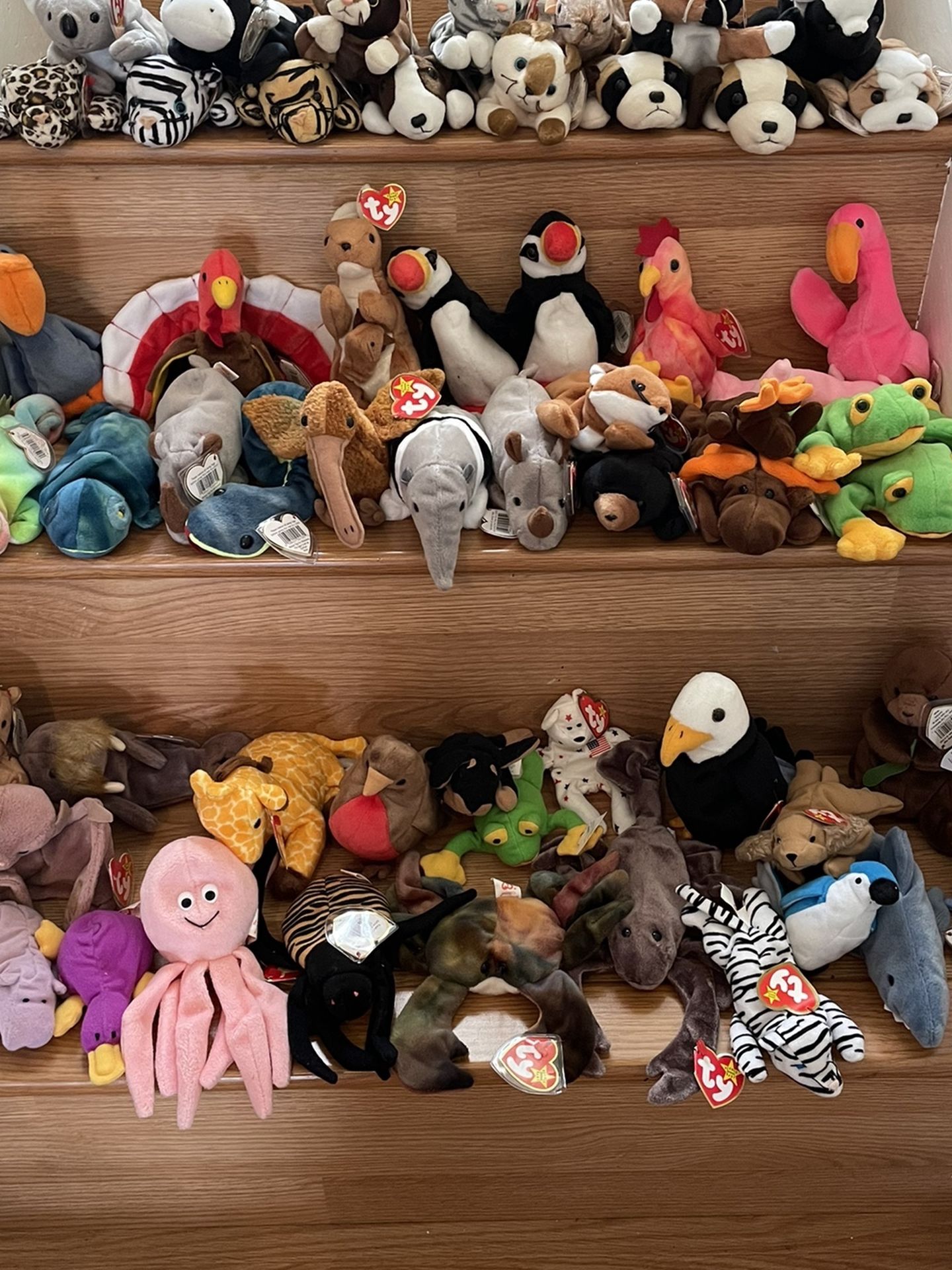 Museum Quality Beanie Baby Collection