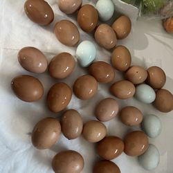 Fresh Eggs Daily 